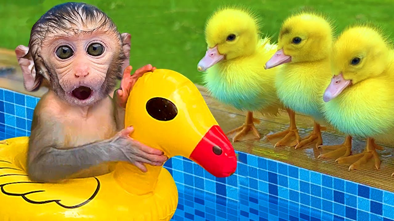 Monkey Baby Bon Bon uses toilet paper and naughty in the Pool with puppy and duckling img